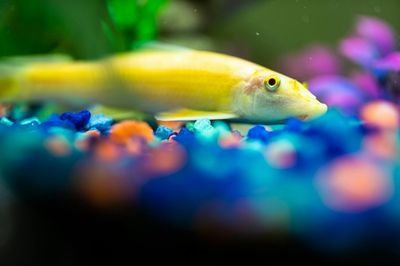 Ponto branco peixes tratamento e prevenção