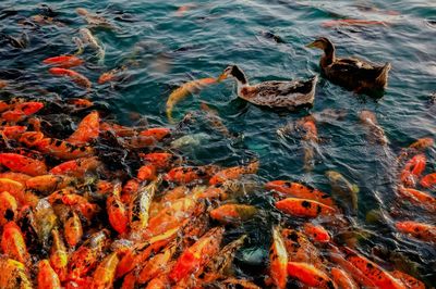 Melhores peixes para principiantes