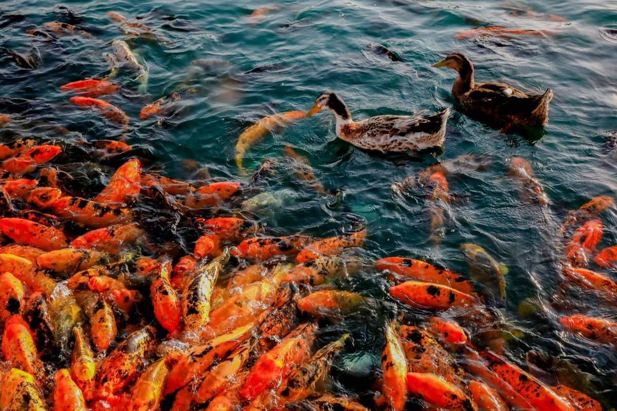 Melhores peixes para principiantes