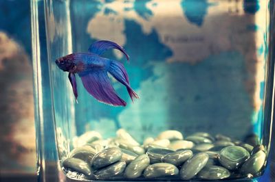 Peixe betta cuidados: guia completo