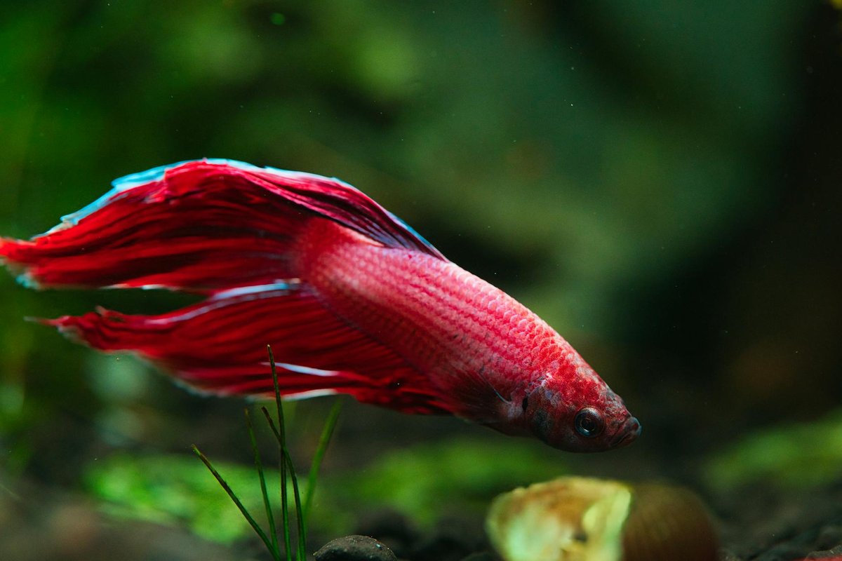 Guppys cuidados: guia completo e reprodução